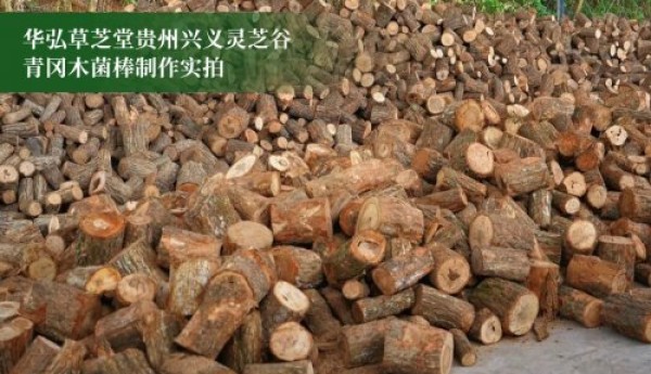 曝光行业水深！华弘草芝堂联手腾讯打响灵芝滋补行业信任革命第一枪