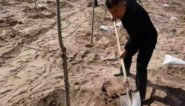 王朝阳：苦水滩上植绿色 沙漠腹地筑屏障