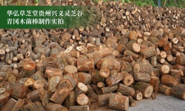 曝光行业水深！华弘草芝堂联手腾讯打响灵芝滋补行业信任革命第一枪